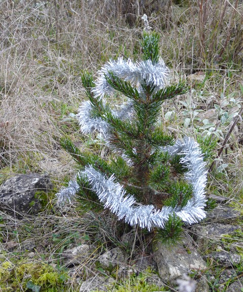 Un Pinus aristata décoré avec un goût extrême
