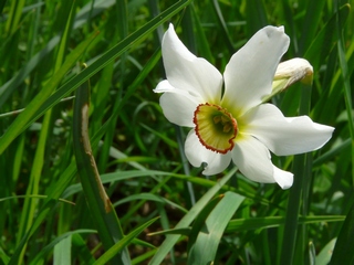 Mon Beau Jardin