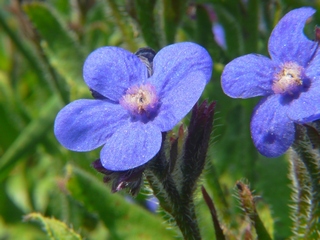 Le Jardin des Amis