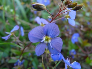 Le Jardin des Amis