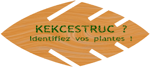 Kekcestruc