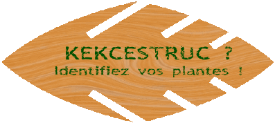 Kekcestruc