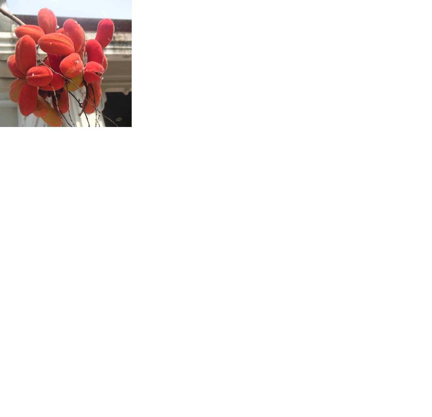 photo1