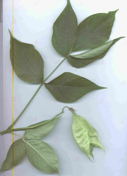 photo1