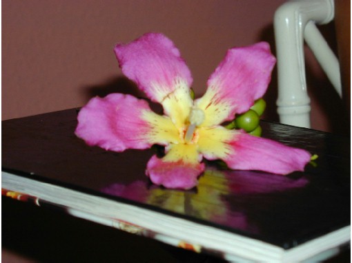 photo2