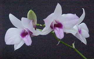 photo1