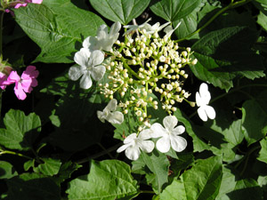 photo1