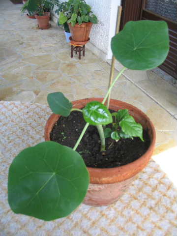 photo1