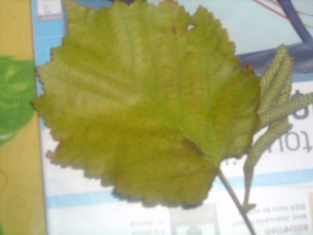 photo1