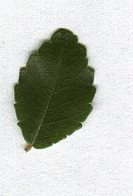 photo1