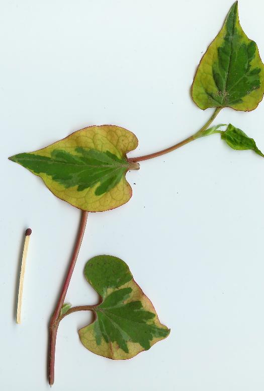 photo1