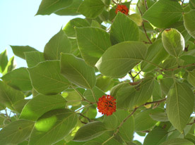 photo1