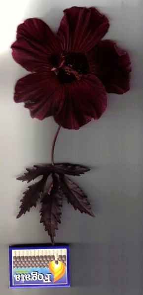 photo1