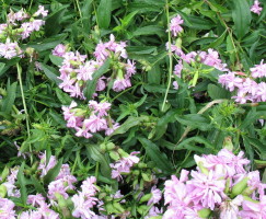 photo1
