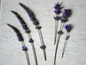 photo1