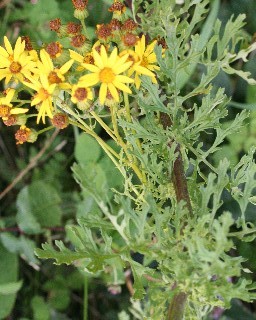 photo1