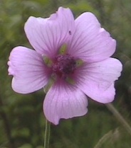 photo1