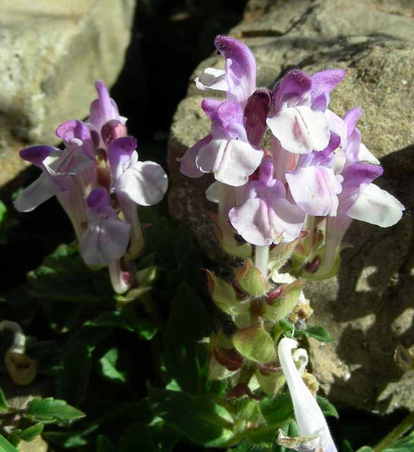 photo1