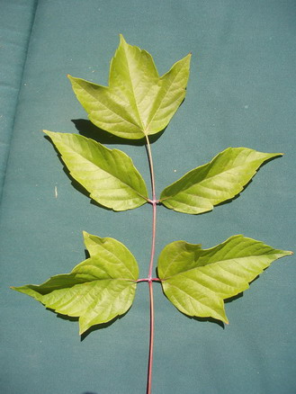 photo1