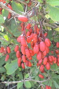 photo1