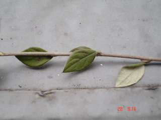photo1