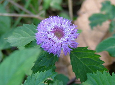 photo1
