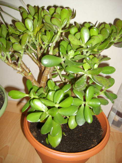 photo1