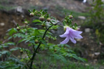 photo1