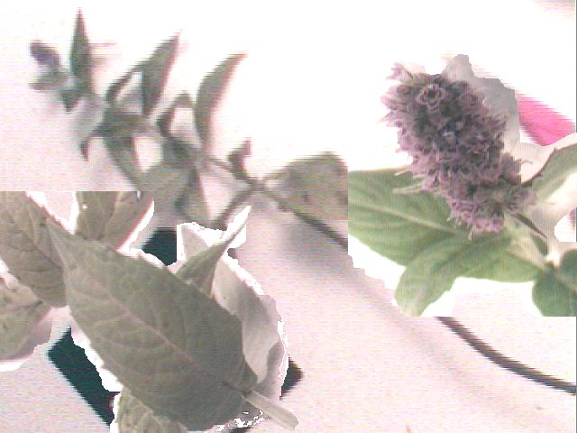photo1