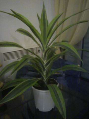 photo1