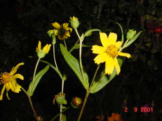 photo1