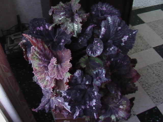 photo1