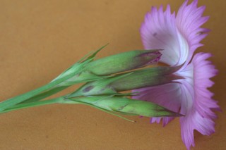 photo2