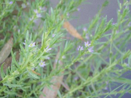 photo1