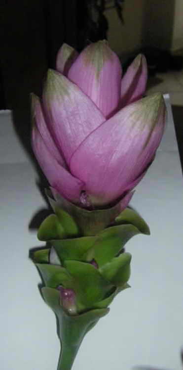photo1