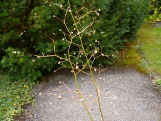 photo1