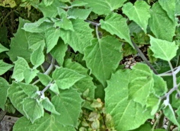 photo1