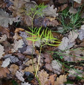 photo2