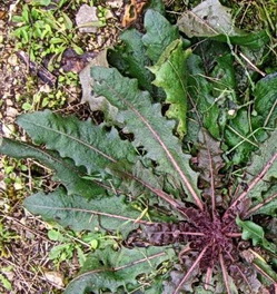 photo1