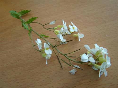 photo1