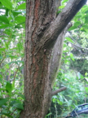 photo1