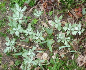 photo2