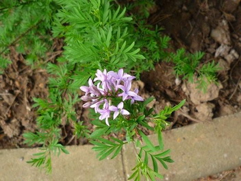 photo2