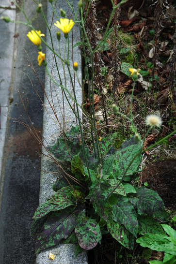 photo1