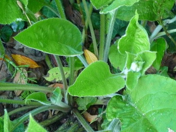 photo2