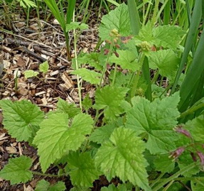 photo2