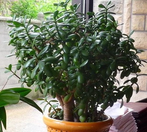 photo1