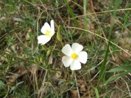 photo1