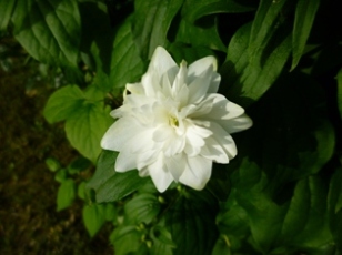 photo1
