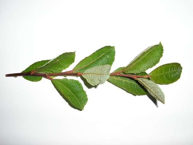 photo2